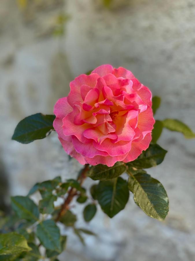 Clos De Bertinat Saint-Sulpice-de-Faleyrens المظهر الخارجي الصورة