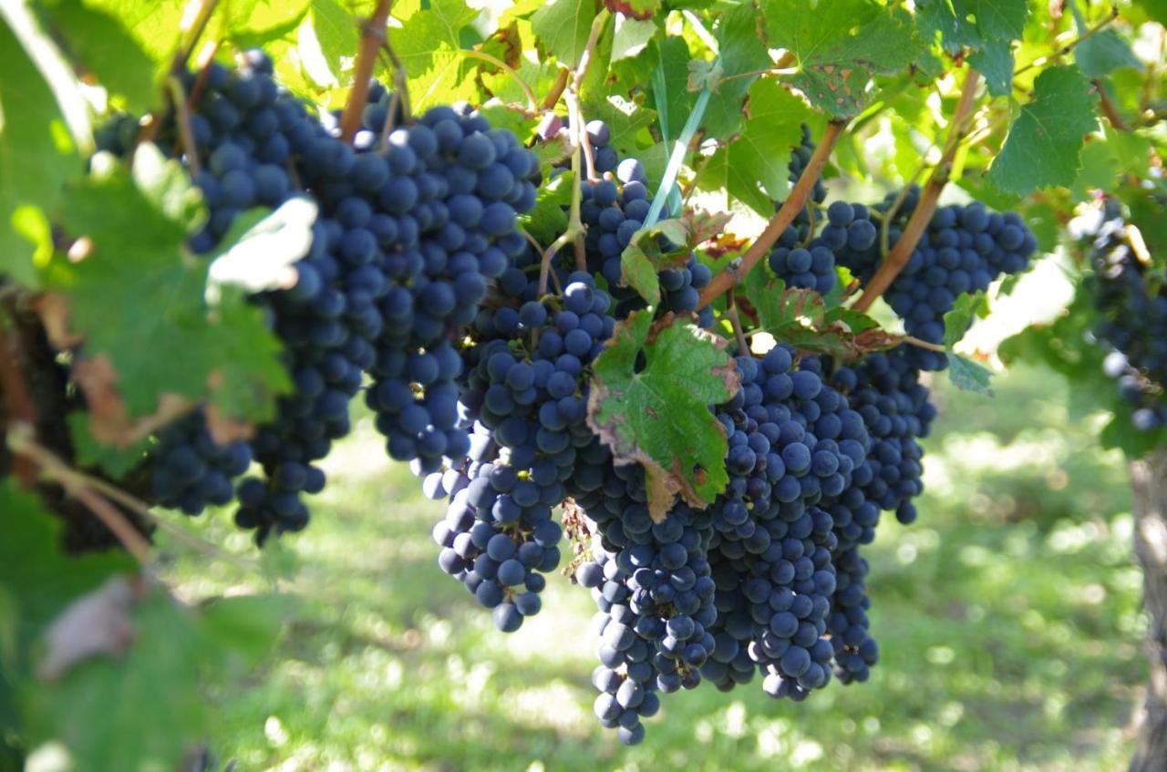 Clos De Bertinat Saint-Sulpice-de-Faleyrens المظهر الخارجي الصورة